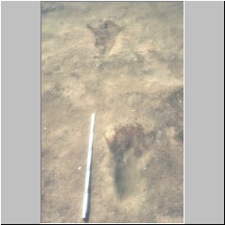 px85b-7-13 dodm3.jpg